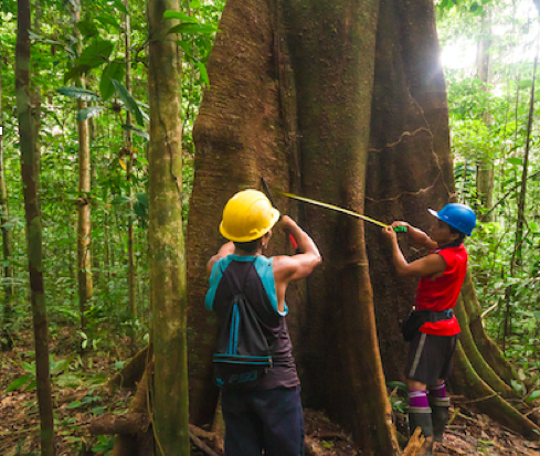 MANEJO SUSTENTABLE DE CONCESIONES FORESTALES 