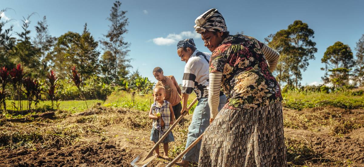 Farmers tend their crop in Papua New Guinea. Photo credit: IOM