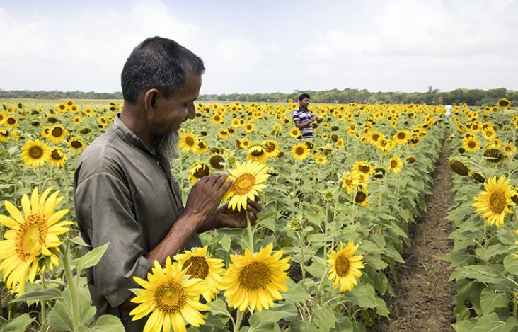 Image of Bangladeshi sunflower farmer