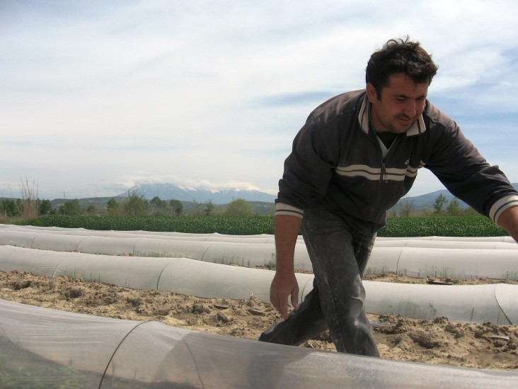 Man attends to strawberry tunnel