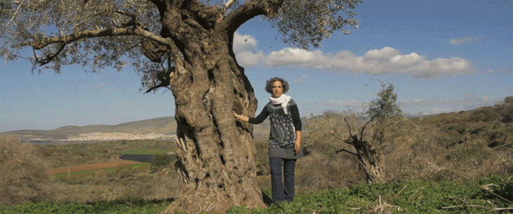 A woman stands next to an olive tree, its boughs gently swaying in a breeze with leaves falling