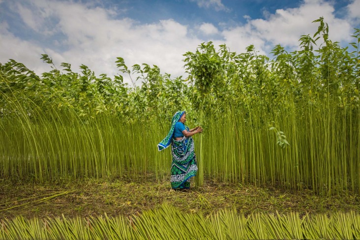 Jute cultivation, June 2020