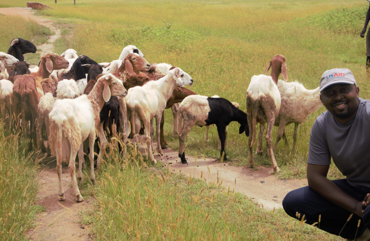 Man with USAID cap in front of sheep.