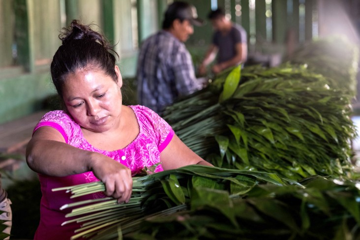 Woman sells Xate, the community of Uxactun has converted a very low value resource to a more value-added one, but more importantly, has created an opportunity for a majority of the families in the community to earn a better basic base income. Uaxactun, Guatemala.