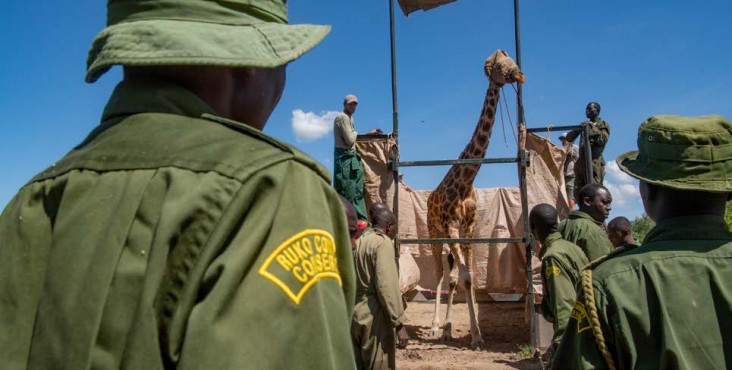 Across Africa, the number of giraffes has plummeted by around 30 percent since the 1980s. USAID is partnering with local organizations and communities to build community conservancies, which protect wildlife like this Nubian giraffe and provide opportunities for community-based tourism initiatives.