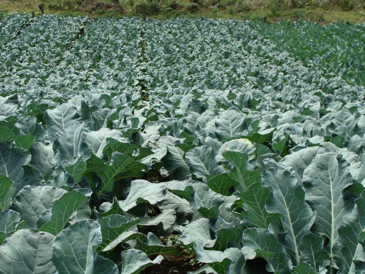  USAID/Brazil works in close collaboration with the Brazilian Government to support research on agriculture and food security.  