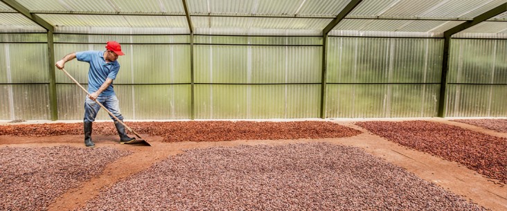 A man working crops in a greenhouse