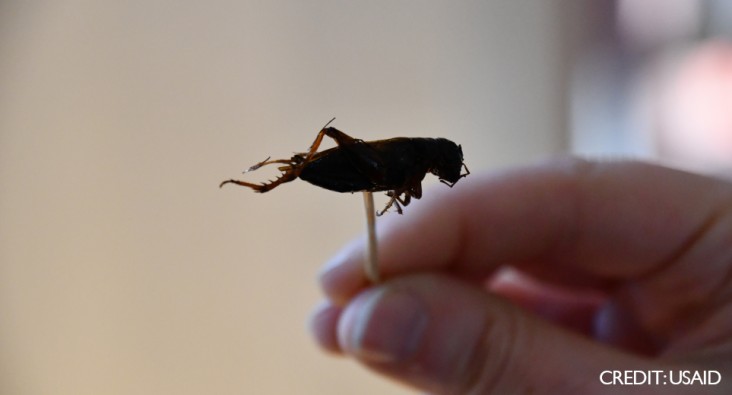 The practice of eating insects like this cricket is a centuries-old custom in Madagascar. / USAID