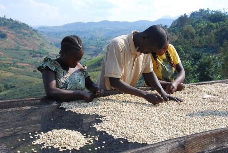 Sorting Coffee