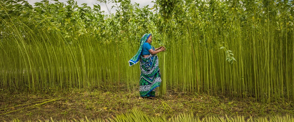 A woman in Bangladesh tends to her crop