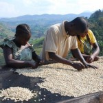 Sorting Coffee