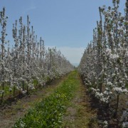 An intensive apple orchard in Guba