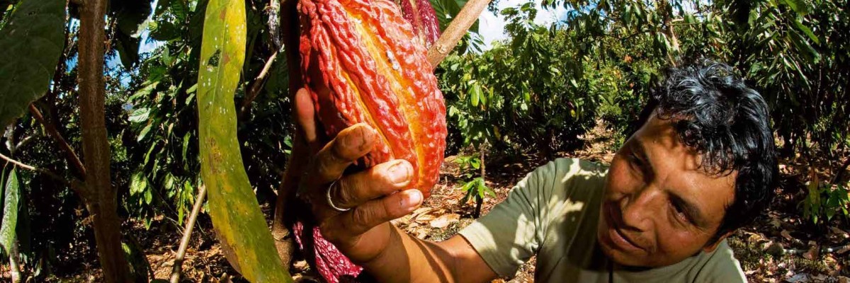 A cacao farmer in his plot