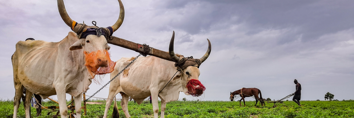 Supporting smallholder farmers helps improve food security and nutrition. 